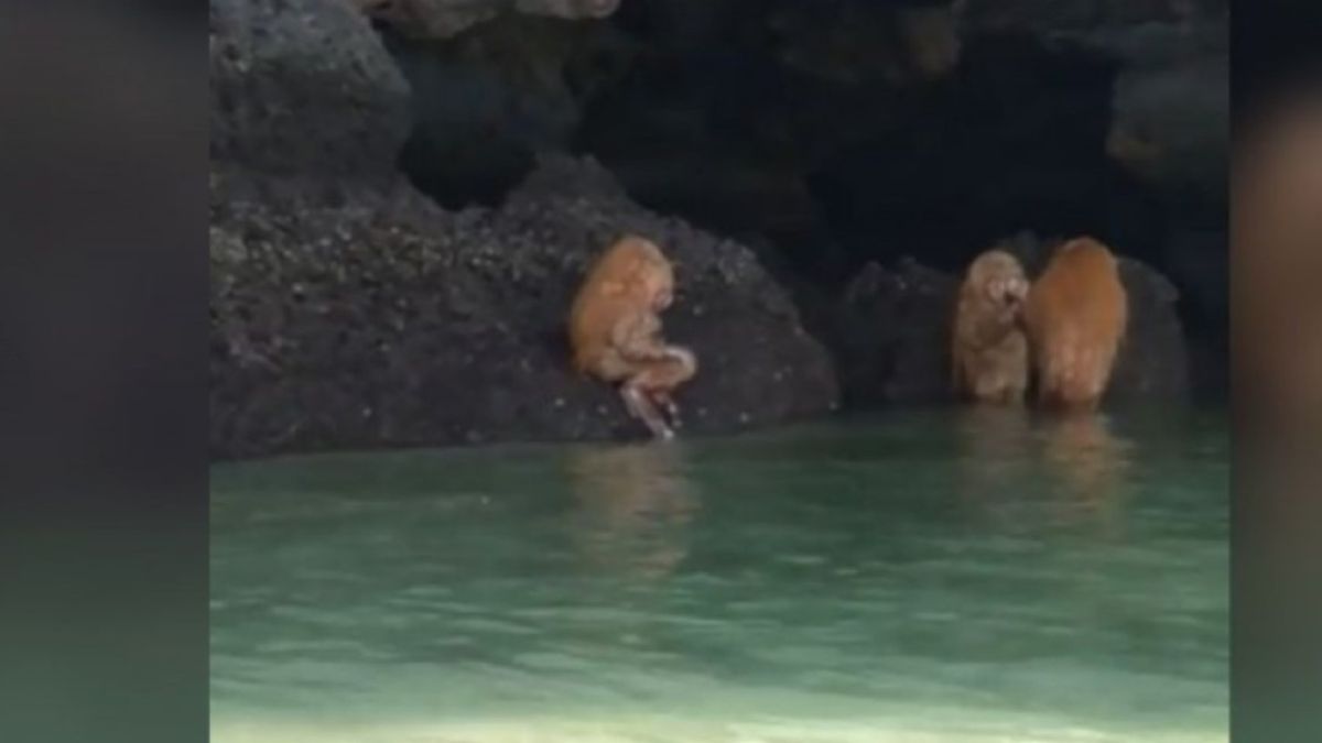 Extra As Criaturas Aparecieron En Una Playa Haciendo Un Ritual Y