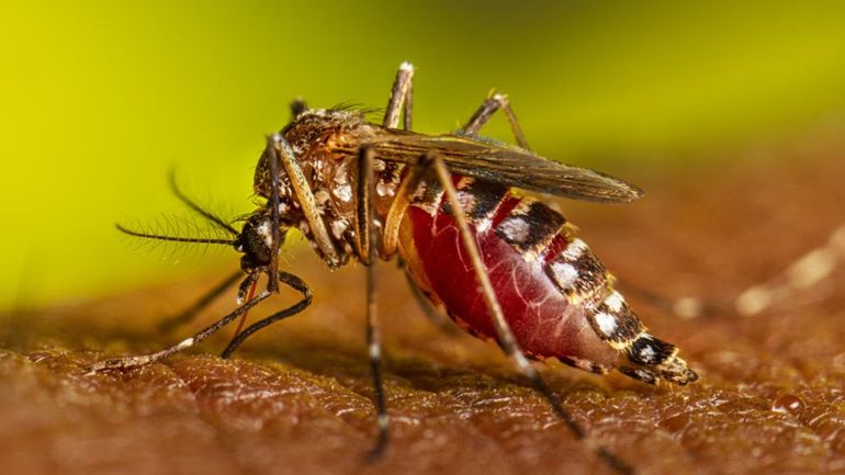 El Ministerio de Salud emitió alerta por dengue y chikungunya