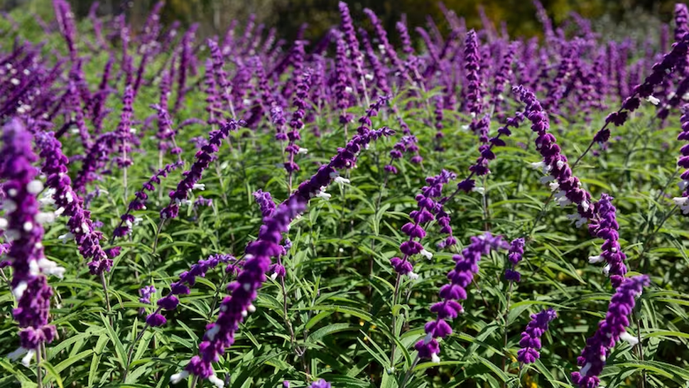 Las Mejores Plantas Para Ahuyentar A Los Mosquitos