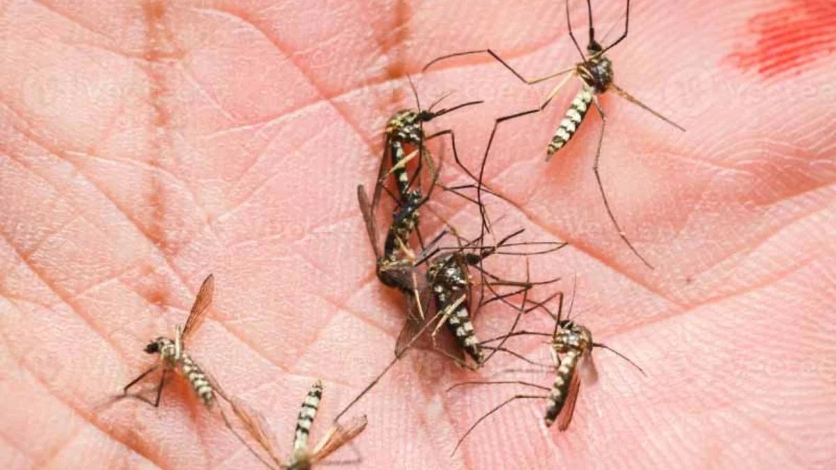 Dengue Confirmaron El Primer Caso Aut Ctono En La Provincia De Buenos