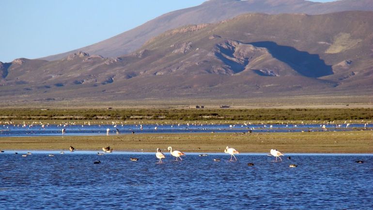 Laguna De Pozuelos Se Cumpli La Xii Edici N En Su Homenaje