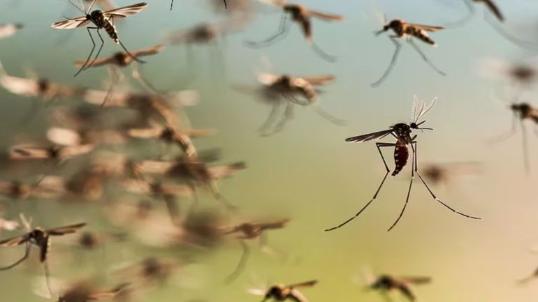 En La Ltima Semana Detectaron Nuevos Casos De Dengue En Jujuy