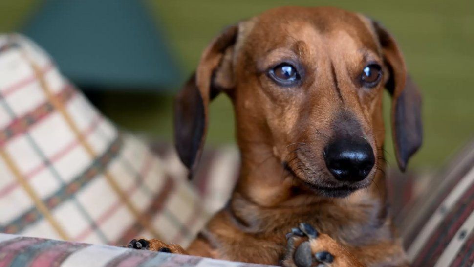 D A Del Perro Salchicha La Raza Que Roba Corazones