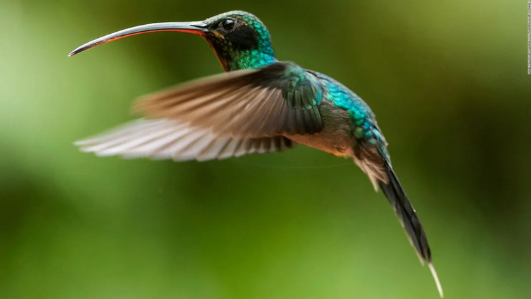 Qué significa que un colibrí visite tu jardín