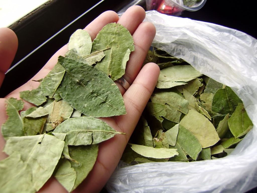 Iniciaron campaña a favor de la hoja de coca Iniciaron campaña a favor de la hoja de coca