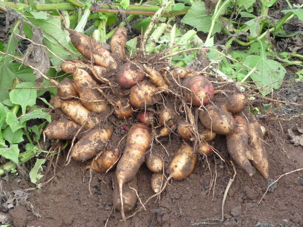 El yacon ayuda a bajar de peso