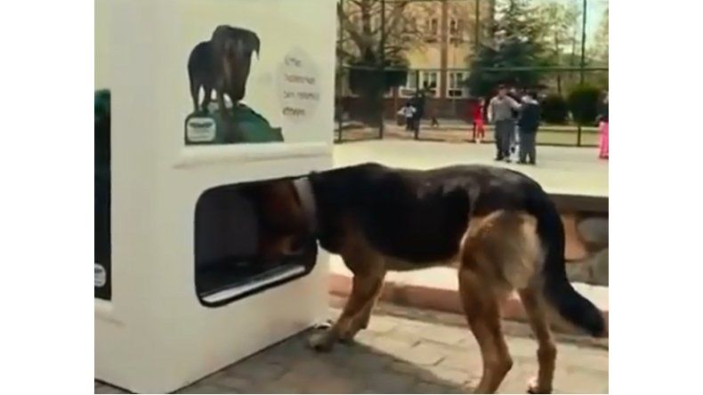 Asombrosa máquina alimenta perros callejeros