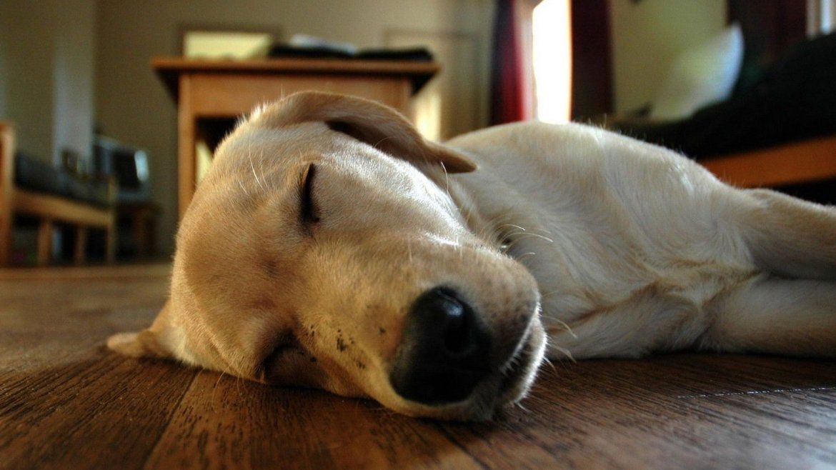 La forma de dormir de tu perro dice cómo se siente La forma de dormir de tu perro dice cómo se siente