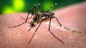 Mosquito transmisor Mosquito transmisor