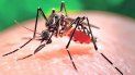 zika confirmado en salta: jujuy previene y vigila para evitar su circulacion zika confirmado en salta: jujuy previene y vigila para evitar su circulacion