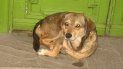 zoofilia: acusan a un salteno de violar los perros del barrio zoofilia: acusan a un salteno de violar los perros del barrio