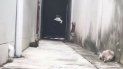 gato volador: un felino es amenazado por otros y escapa de forma alucinante gato volador: un felino es amenazado por otros y escapa de forma alucinante