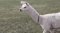 una llama saltena predijo quien ganara el mundial en rusia una llama saltena predijo quien ganara el mundial en rusia