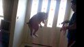 es viral: el boxer que se hizo famoso por sus ganas de salir a jugar es viral: el boxer que se hizo famoso por sus ganas de salir a jugar