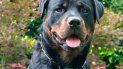 un rottweiler cuido a un bebe recien nacido durante toda una noche un rottweiler cuido a un bebe recien nacido durante toda una noche