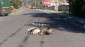 otra chancha, esta vez en la ruta 2 camino a la almona otra chancha, esta vez en la ruta 2 camino a la almona