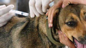 Más de 1300 mascotas se vacunaron en el B° San Francisco de Álaba