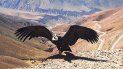 ¡una oportunidad unica! este viernes liberaran un condor andino en la cuesta de lipan ¡una oportunidad unica! este viernes liberaran un condor andino en la cuesta de lipan