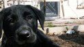 imperdonable: arrastro a su mascota atado a la motocicleta imperdonable: arrastro a su mascota atado a la motocicleta
