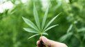 instalaran en jujuy la granja de produccion de cannabis mas grande del mundo instalaran en jujuy la granja de produccion de cannabis mas grande del mundo