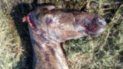 aparecio un caballo mutilado en palpala y los vecinos explotaron de bronca aparecio un caballo mutilado en palpala y los vecinos explotaron de bronca