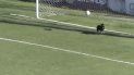Perro defensor Perro defensor