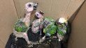 rescatan 4 loros habladores que estaban destinados a la venta rescatan 4 loros habladores que estaban destinados a la venta
