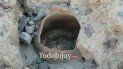 otro hallazgo arqueologico en la quebrada: encontraron una olla globular grande otro hallazgo arqueologico en la quebrada: encontraron una olla globular grande
