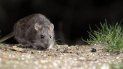 alerta sanitaria en chubut por un brote de hantavirus: ya son 3 los muertos alerta sanitaria en chubut por un brote de hantavirus: ya son 3 los muertos