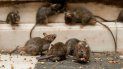 hantavirus: murio una persona en gualeguaychu y ya son 12 las victimas fatales en el pais hantavirus: murio una persona en gualeguaychu y ya son 12 las victimas fatales en el pais