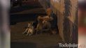 vive en la calle, tuvo un derrame cerebral y sus perros hicieron guardia en el hospital vive en la calle, tuvo un derrame cerebral y sus perros hicieron guardia en el hospital
