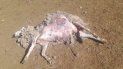 perros salvajes atacaron el ganado de una familia: 3 ovejas muertas y otras 40 heridas perros salvajes atacaron el ganado de una familia: 3 ovejas muertas y otras 40 heridas