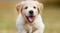 ¡atencion, humano! asi es como tu perrito habla contigo y te dice todo lo que necesitas saber ¡atencion, humano! asi es como tu perrito habla contigo y te dice todo lo que necesitas saber