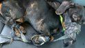 detuvieron a un hombre por atar a un perro con cinta adhesiva y abandonarlo detuvieron a un hombre por atar a un perro con cinta adhesiva y abandonarlo
