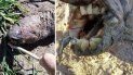panico por la aparicion de una criatura con cuerpo de reptil y dientes humanos panico por la aparicion de una criatura con cuerpo de reptil y dientes humanos
