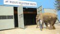india abre las puertas de su primer hospital para elefantes maltratados india abre las puertas de su primer hospital para elefantes maltratados