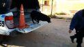 negrito, el perro que vive en una comisaria y ayuda a atrapar delincuentes negrito, el perro que vive en una comisaria y ayuda a atrapar delincuentes