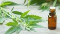 empresas de marihuana aspiran a ser inversion socialmente responsable empresas de marihuana aspiran a ser inversion socialmente responsable