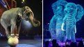 un circo creo majestuosos hologramas para poder admirarlos sin maltratarlos un circo creo majestuosos hologramas para poder admirarlos sin maltratarlos