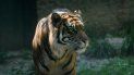 un tigre ataco a una empleada del zoologico y la dejo gravemente herida un tigre ataco a una empleada del zoologico y la dejo gravemente herida