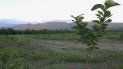 Plantaciones nuevas limón Plantaciones nuevas limón