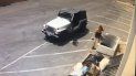 una mujer tiro 7 cachorros a la basura y huyo en su auto una mujer tiro 7 cachorros a la basura y huyo en su auto