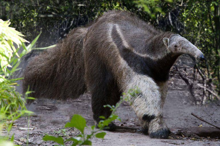 Los Animales Con Peligro De Extincion En Jujuy Y Todo El Noa