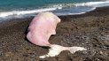 encuentran una ballena muerta con el estomago lleno de plastico en italia encuentran una ballena muerta con el estomago lleno de plastico en italia