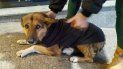 confeccionan chalequitos para ayudar a perros callejeros ante las bajas temperaturas confeccionan chalequitos para ayudar a perros callejeros ante las bajas temperaturas