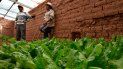 promueven cultivo y consumo de frutas y verduras en la puna jujena con invernaderos promueven cultivo y consumo de frutas y verduras en la puna jujena con invernaderos