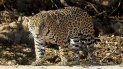 greenpeace denunciara a 4 provincias por no proteger el territorio del yaguarete greenpeace denunciara a 4 provincias por no proteger el territorio del yaguarete