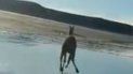 se filmaron atropellando a un guanaco y soltaron dos perros para que se lo coman se filmaron atropellando a un guanaco y soltaron dos perros para que se lo coman