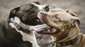 salio a correr por la playa de miramar y murio atacado por tres pitbulls salio a correr por la playa de miramar y murio atacado por tres pitbulls