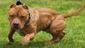 aseguran que los pitbull no son una raza peligrosa, todo depende de la crianza aseguran que los pitbull no son una raza peligrosa, todo depende de la crianza